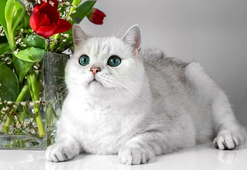 shorthair white cat shorthair white cat