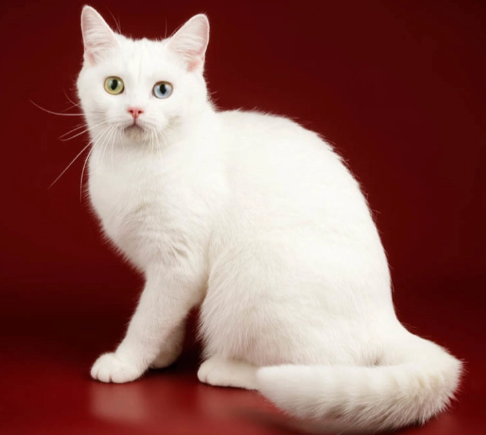 all-white cat breeds