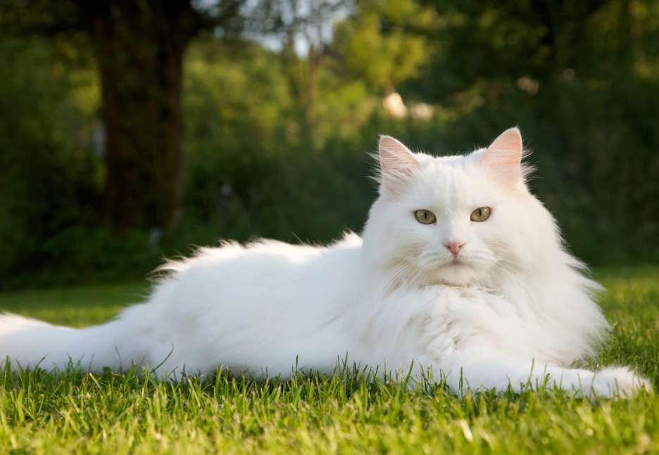white cat breeds