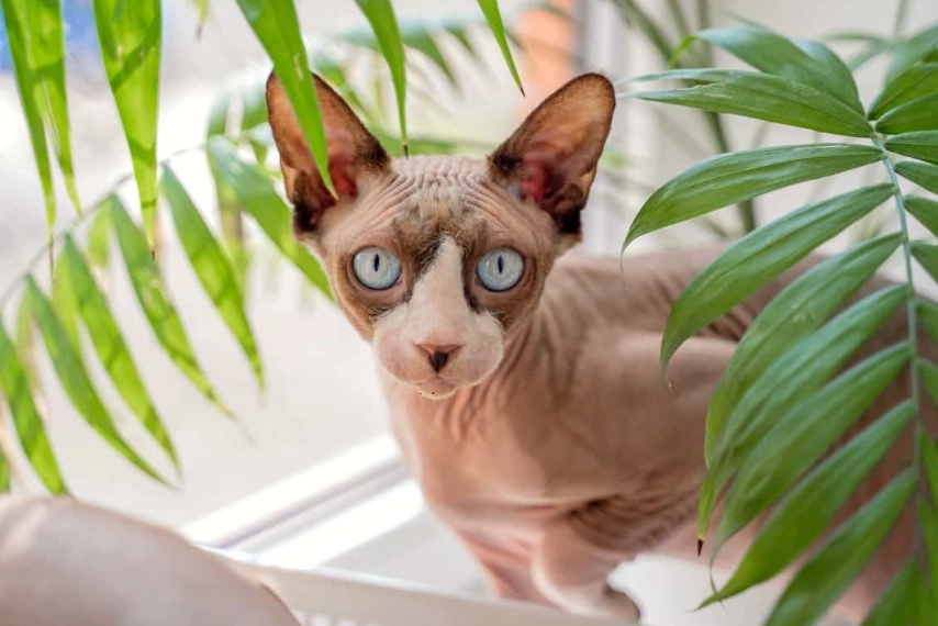 How much does a Sphynx cat cost?