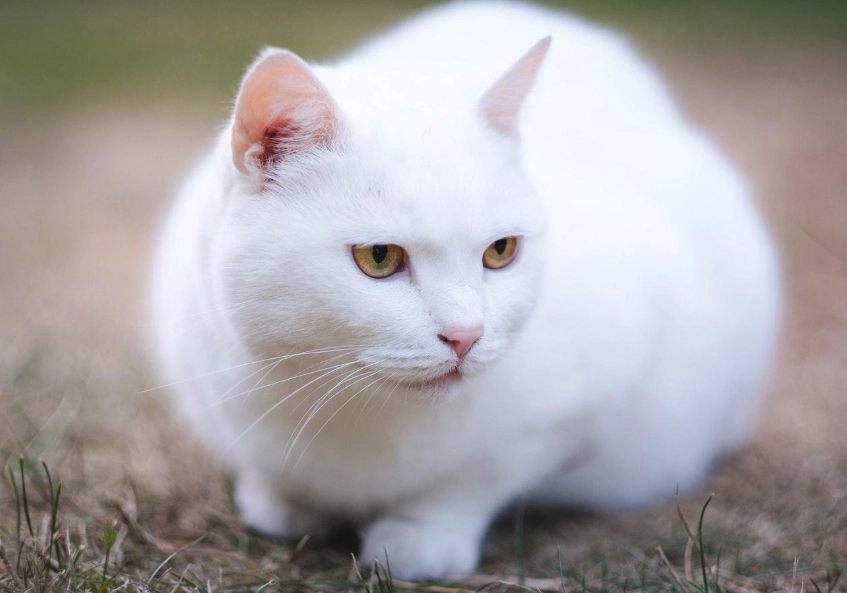 white cat breeds white cat breeds