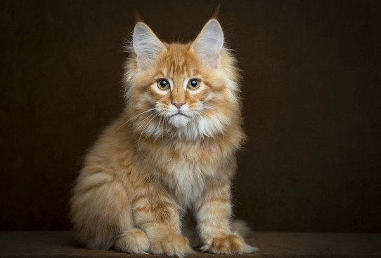 Maine Coon cat life expectancy