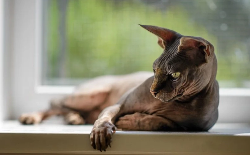 hairless cat grooming