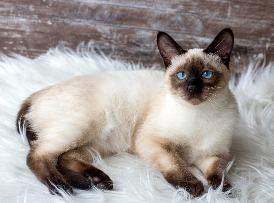 Siamese cat price