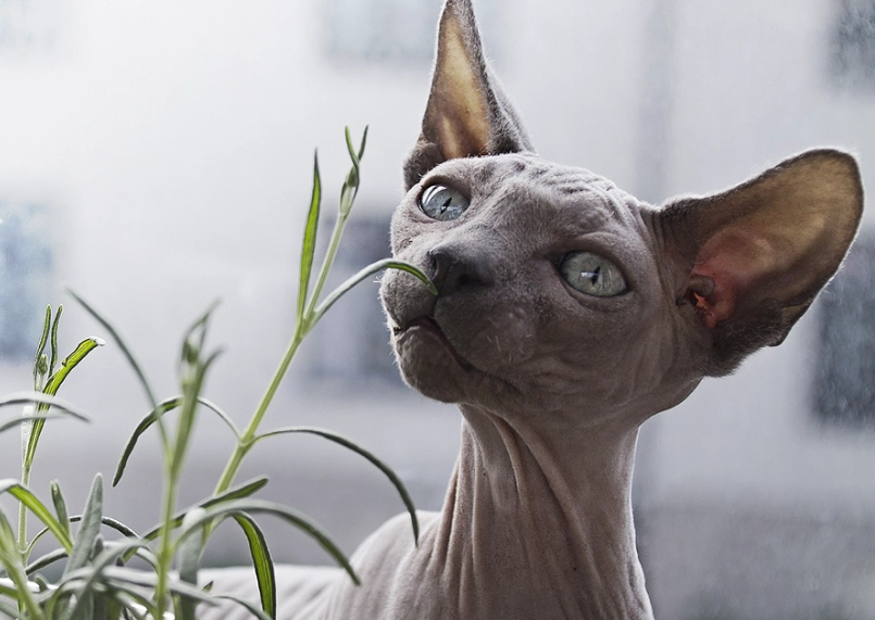 hairless cat grooming