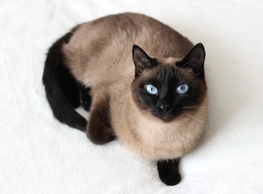 Siamese cat price
