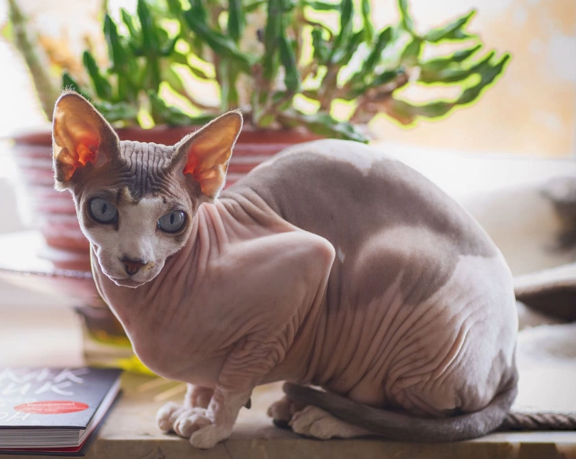 Sphynx cat cost