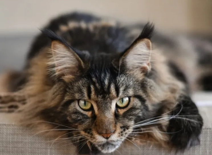 Maine Coon cat life expectancy