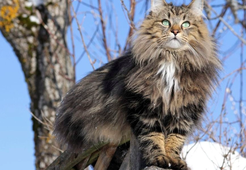 hypoallergenic cat breeds