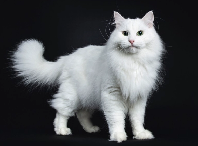 white cat health problems white cat health problems