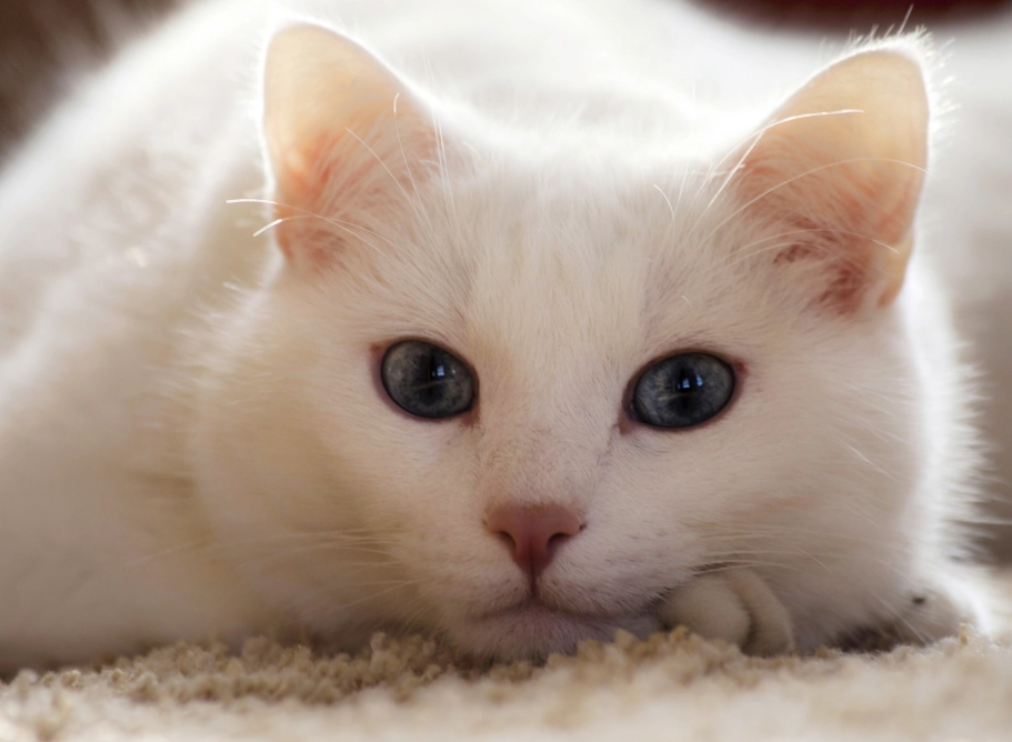 white kitten health problems