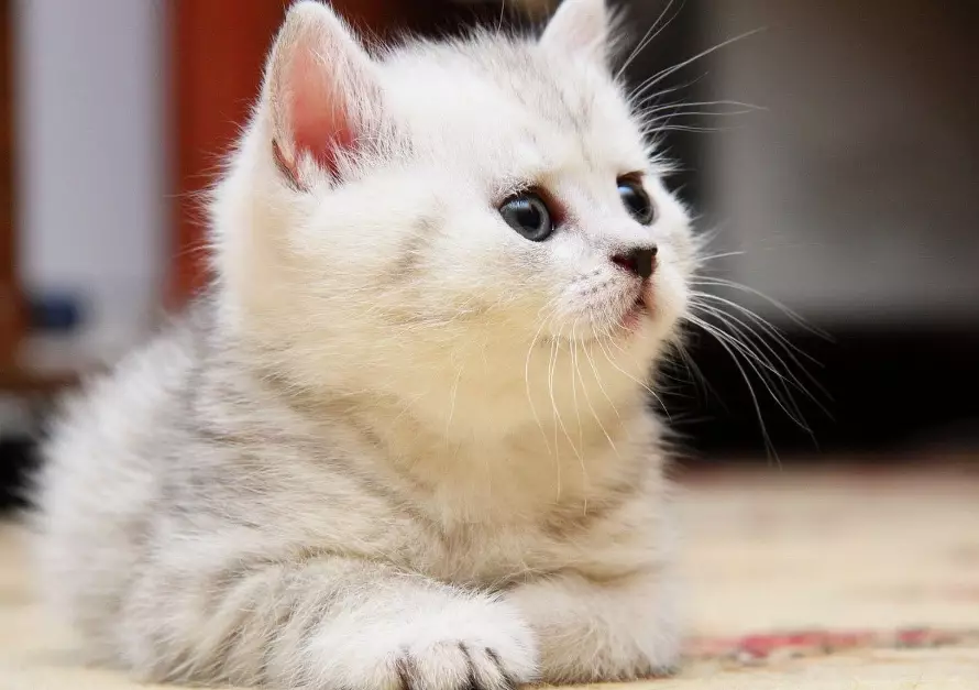 white kitten health problems