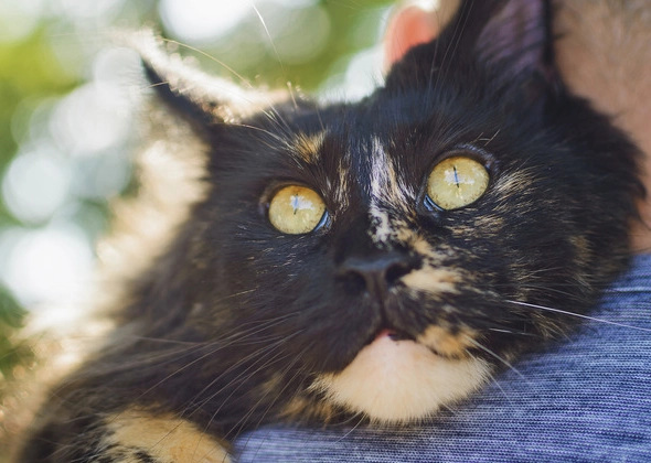 Why are tortie cats so expensive?