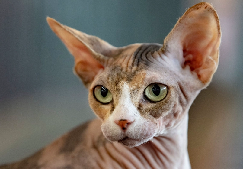 sphynx cat smell