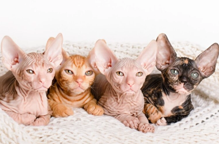 Sphynx Cat Lifespan: Average Years & How to Extend It