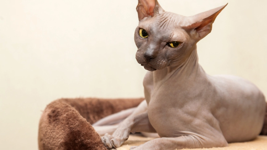 sphynx cat odor