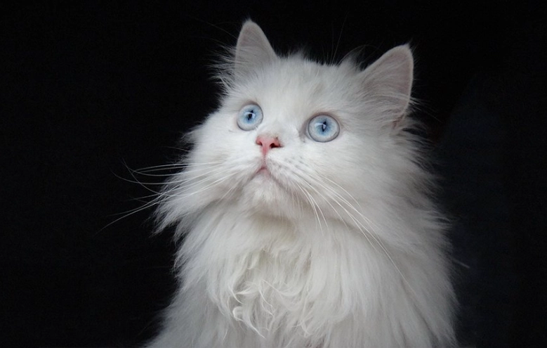 shorthair white cat shorthair white cat