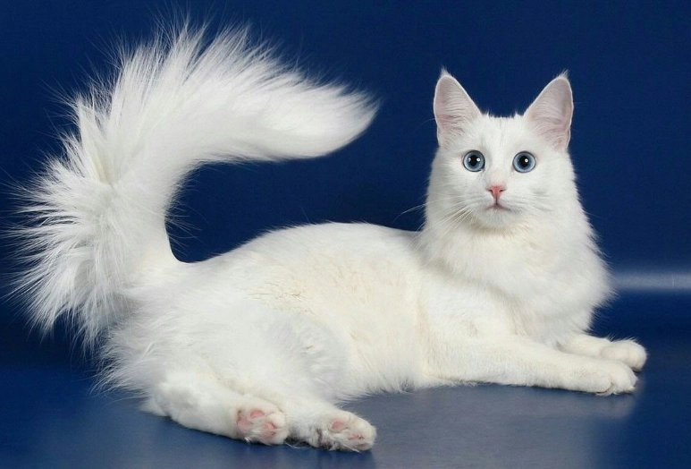 Turkish Angora cat price