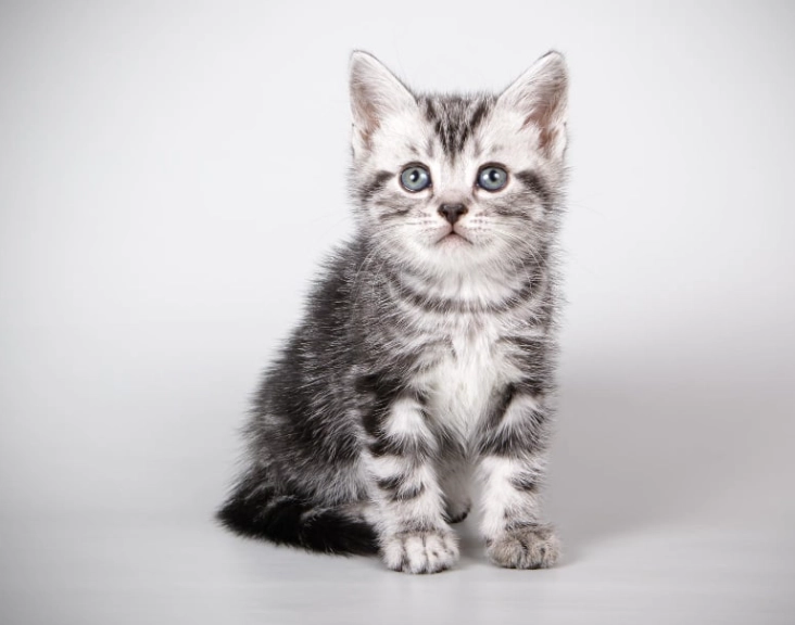 low maintenance cat breeds low maintenance cat breeds