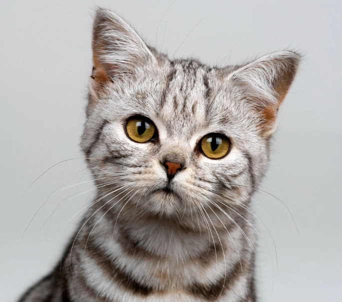 American Shorthair kitten personality American Shorthair kitten personality