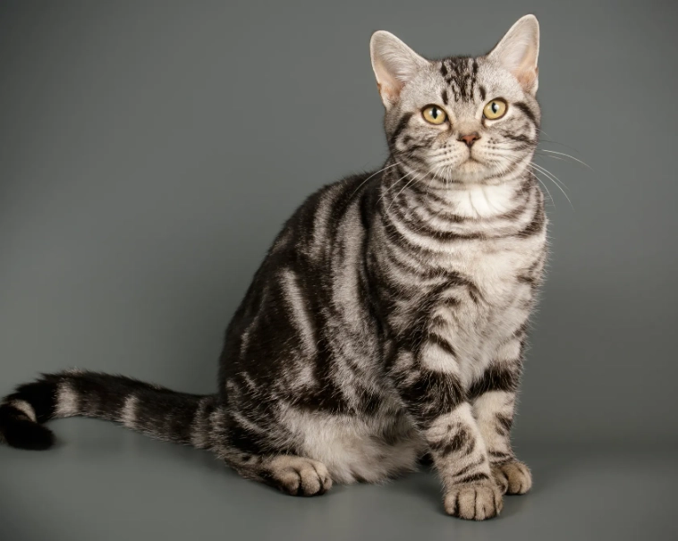 American Shorthair kitten health American Shorthair kitten health