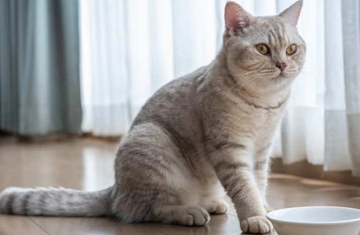 Can British Shorthair be left alone?