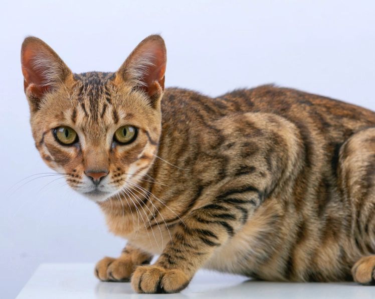 Bengal cat personality