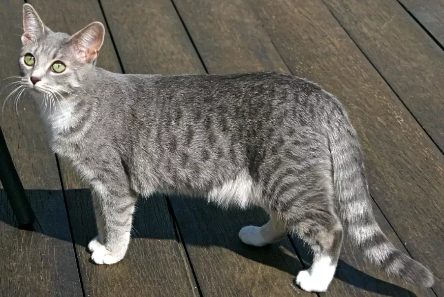 grey tabby cat rarity