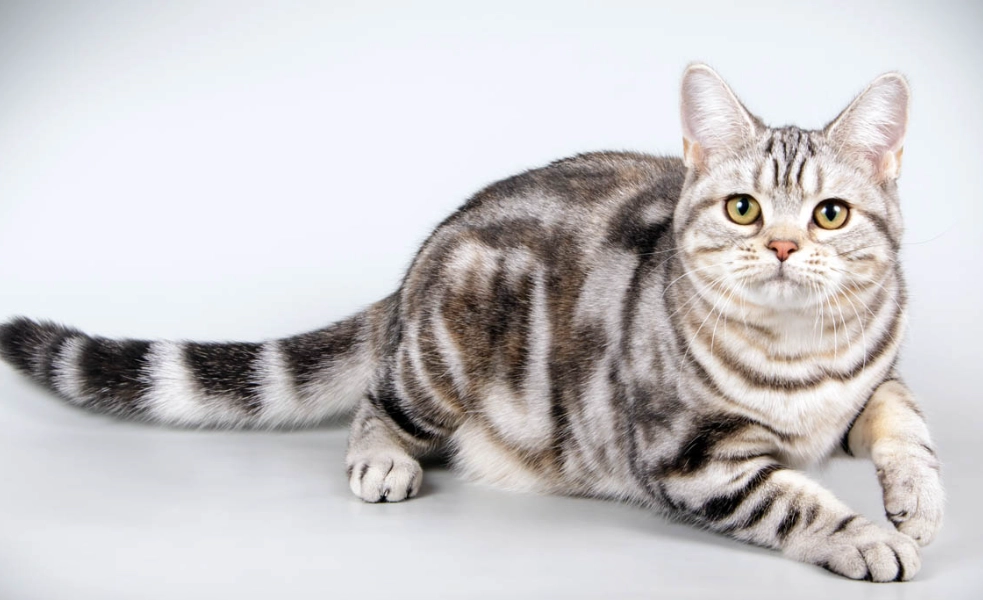 American Shorthair health issues American Shorthair health issues