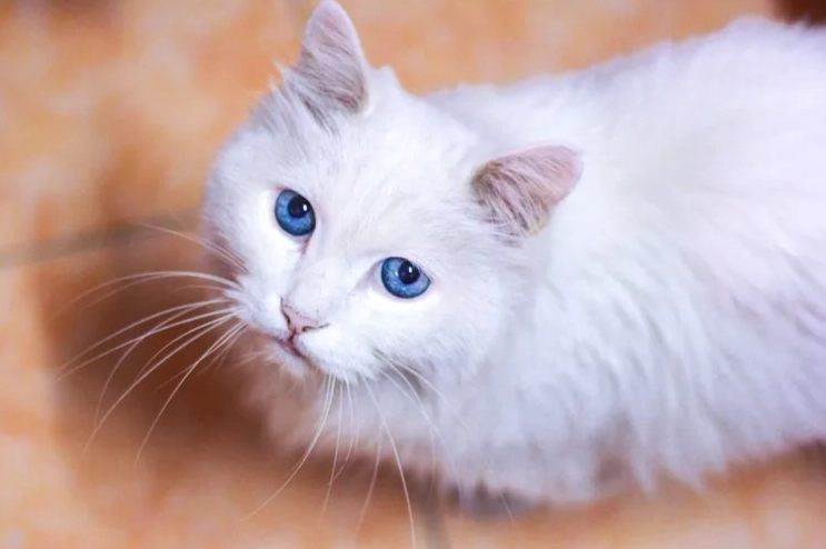 white cat deafness