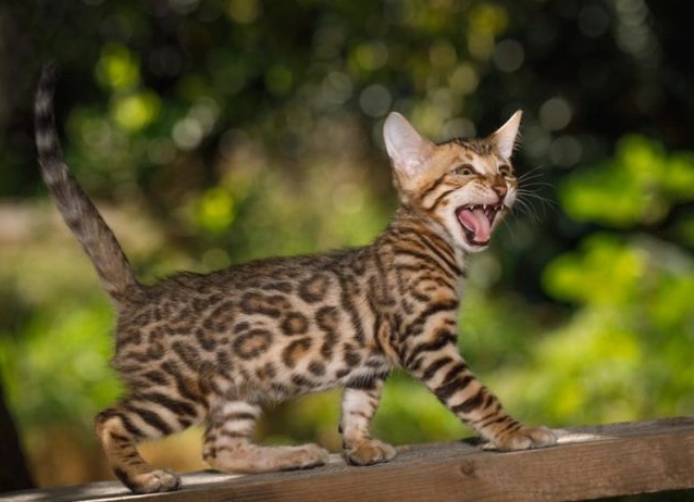 Bengal cat pros and cons Bengal cat pros and cons