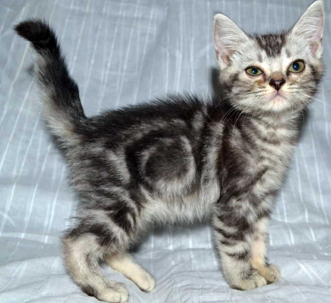 American Shorthair kitten