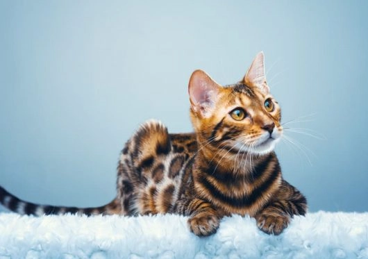 Bengal cat cats personality