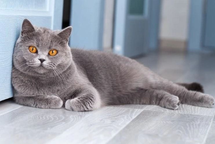 British Shorthair alone British Shorthair alone