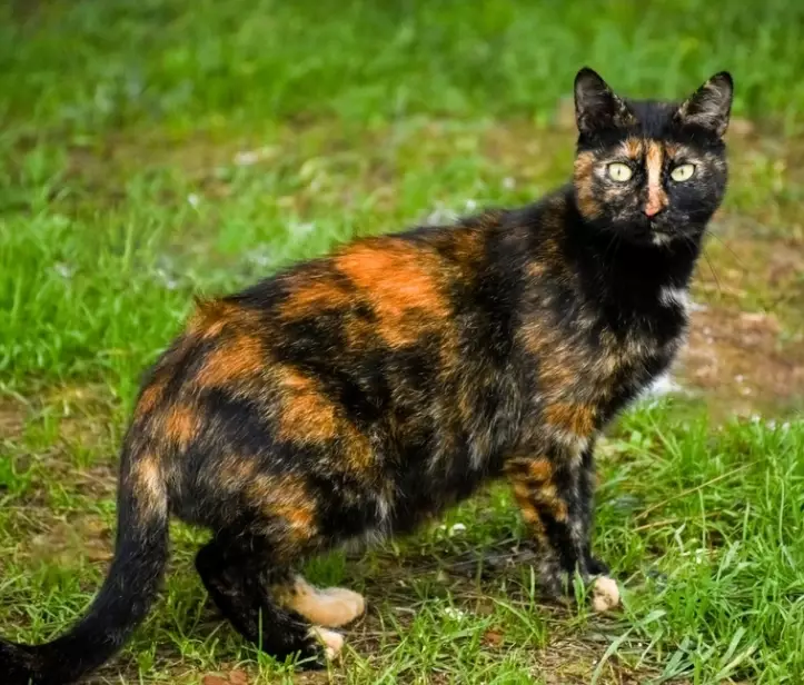 male calico cat genetics