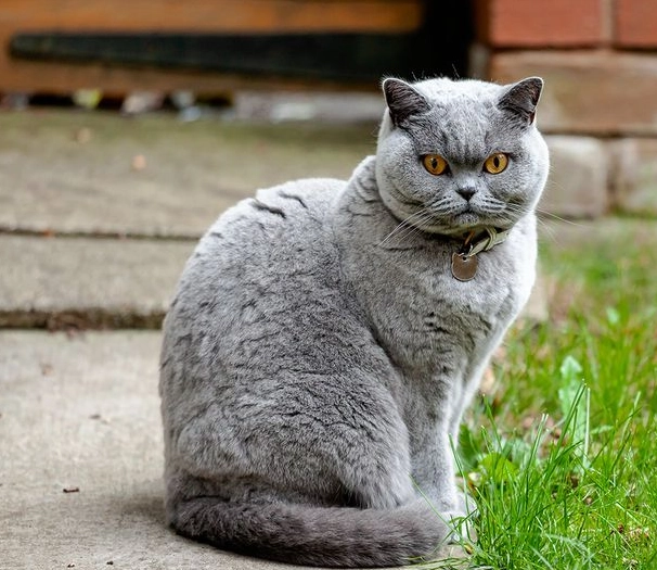 British Shorthair alone British Shorthair alone