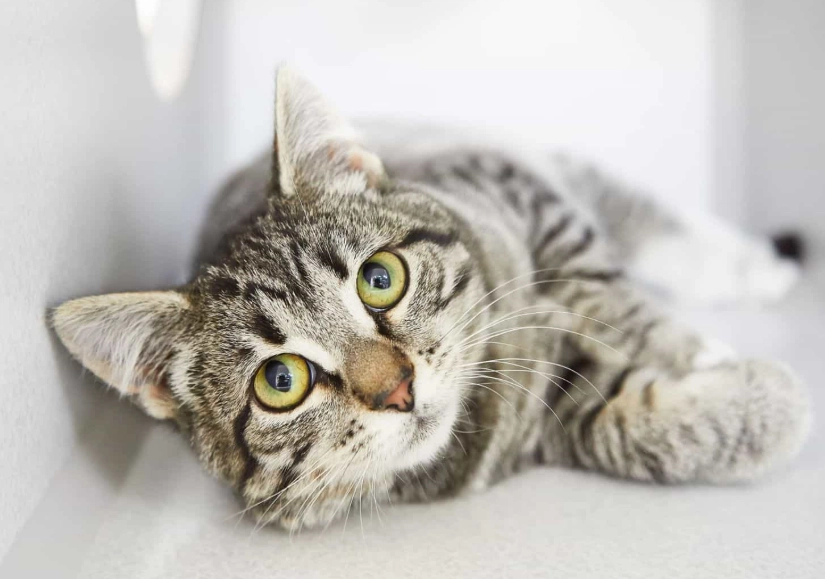 grey tabby cat breed