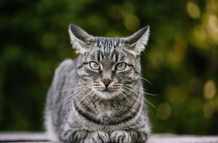 grey tabby cat care
