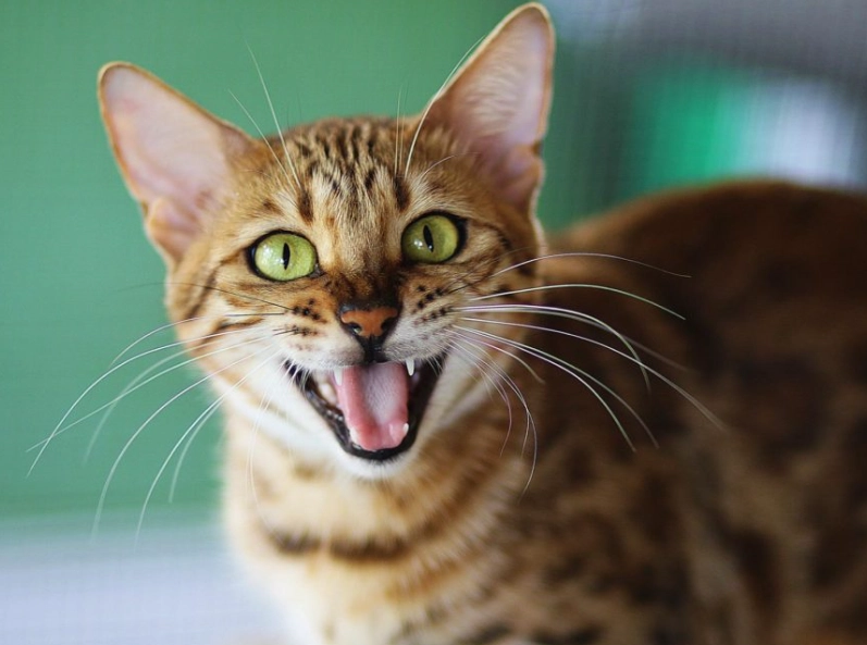 bengal cat personality