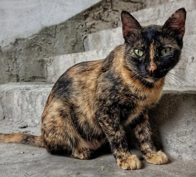 male tortoiseshell cat