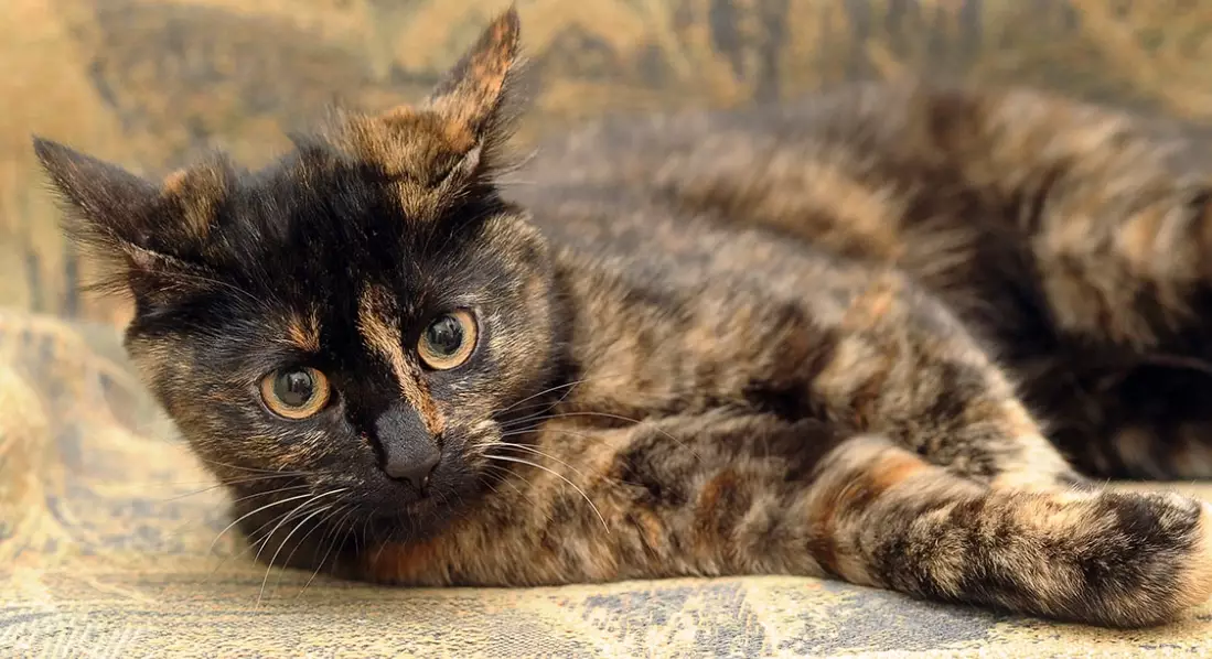 male tortoiseshell cat