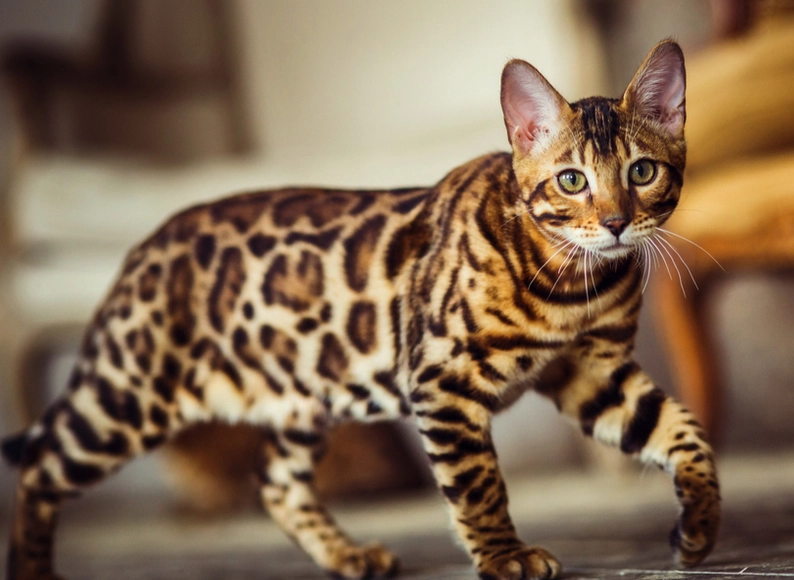 are bengal cats good pets