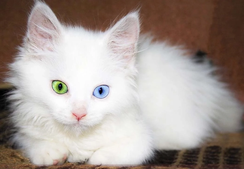 Angora cat rarity