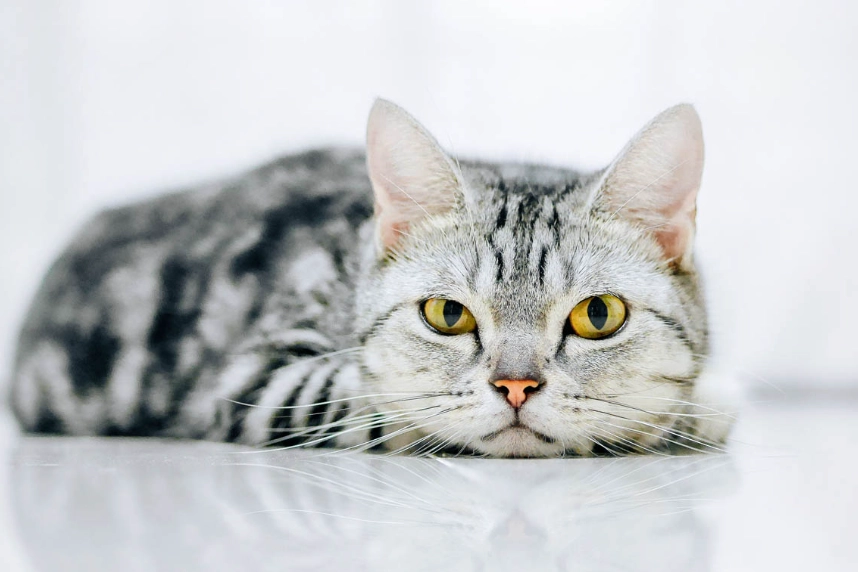silver tabby cat personality