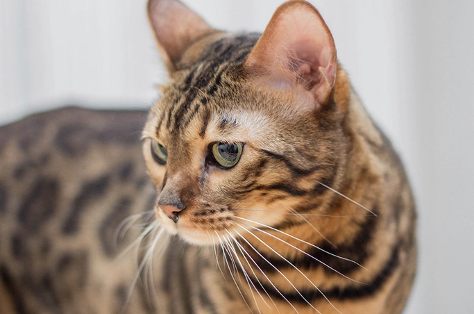 Bengal cat personality Bengal cat personality