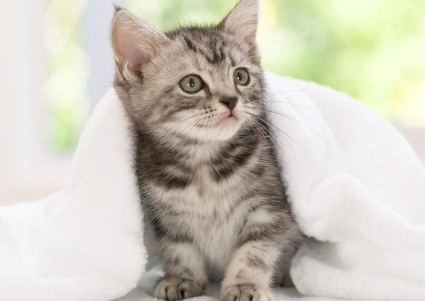 American Shorthair kitten care American Shorthair kitten care