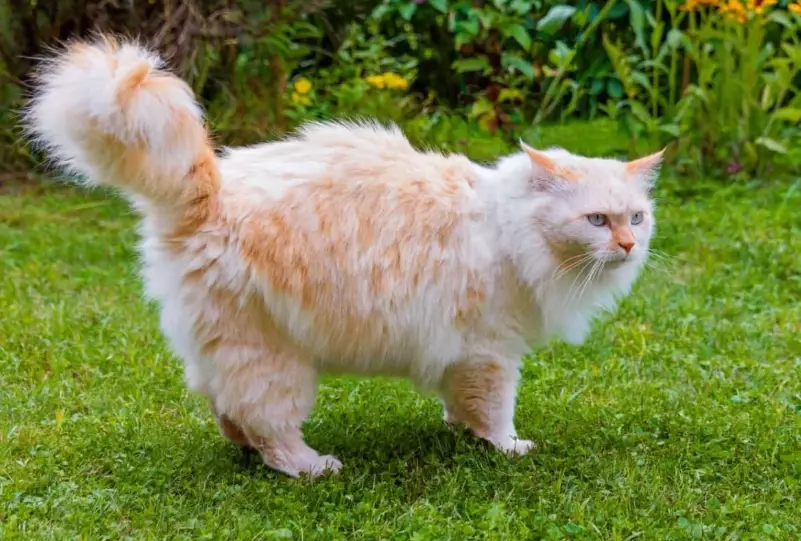 find Angora cat breeder
