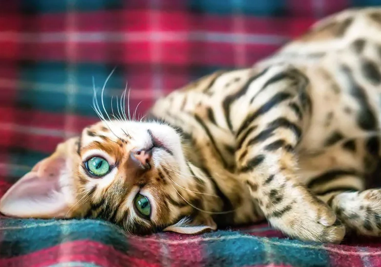 bengal cat behavior problems