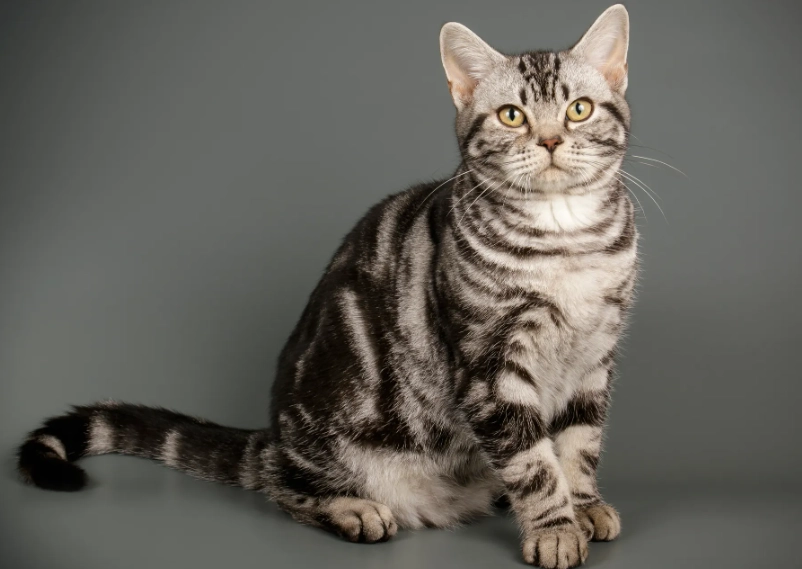 American Shorthair personality American Shorthair personality