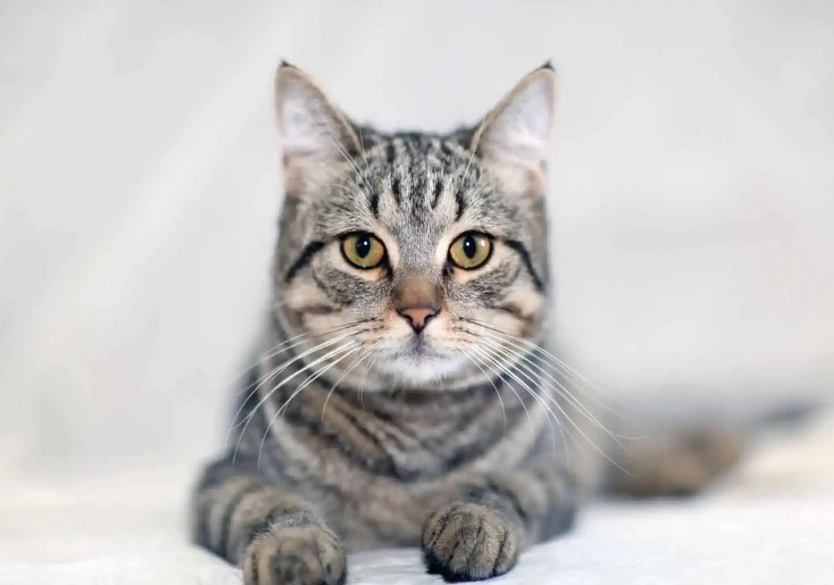 tabby cat breeds